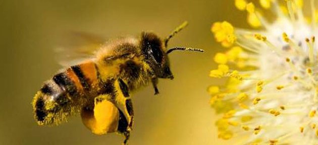 Importancia abejas